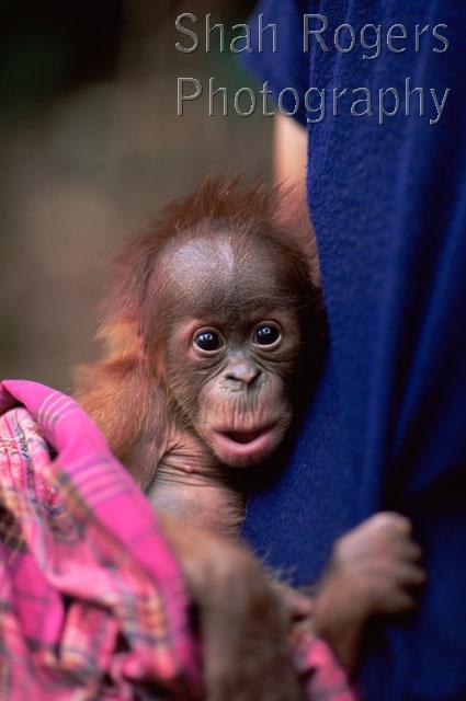 ASIA;BABIES;CUTE;ENDANGERED;GREAT-APES;INDONESIA;MAMMALS;NP;ORANGUTAN;PEOPLE;PRIMATES;RESERVE;STORY;South East Asia;Sumatran